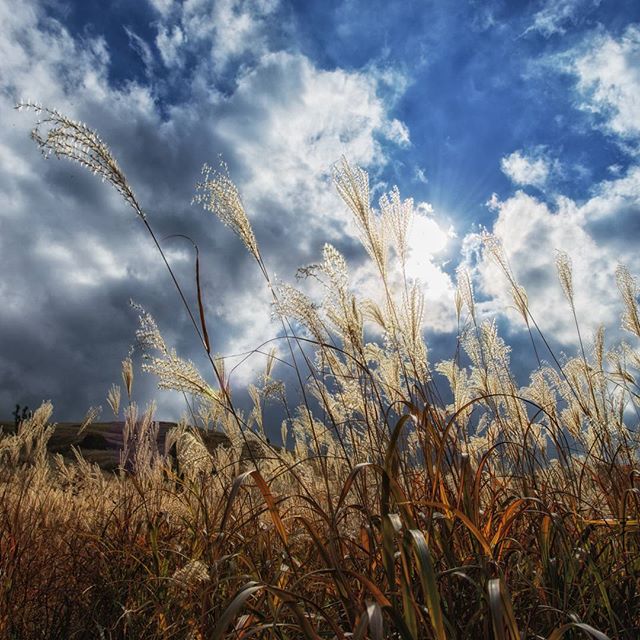 #instagramers #instagramjapan #icu_japan #top_pointfview #team_jp_ #team_jp_西 #ig_photooftheday #ig_japan #igersjp  #wu_japan #ig_nihon #lovers_nippon  #ig_nippon #love_nippon #ip_gallery #photoisland #fukuoka  #ip_connect #tokyocameraclub #福岡 #東京カメラ部 #ink361_asia #写真好きな人と繋がりたい #ファインダー越し私の世界