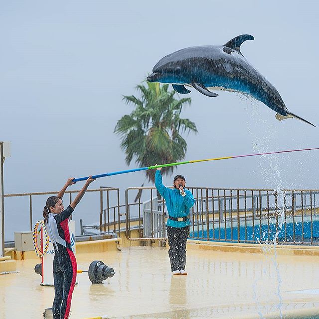 #マリンワールド海の中道 #instagramers #instagramjapan #icu_japan #top_pointfview #team_jp_ #team_jp_西 #ig_photooftheday #ig_japan #igersjp  #wu_japan #ig_nihon #lovers_nippon  #ig_nippon #love_nippon #ip_gallery #photoisland #fukuoka  #ip_connect #tokyocameraclub #福岡 #東京カメラ部 #ink361_asia #japan#写真好きな人と繋がりたい #ファインダー越し私の世界 #イルカ