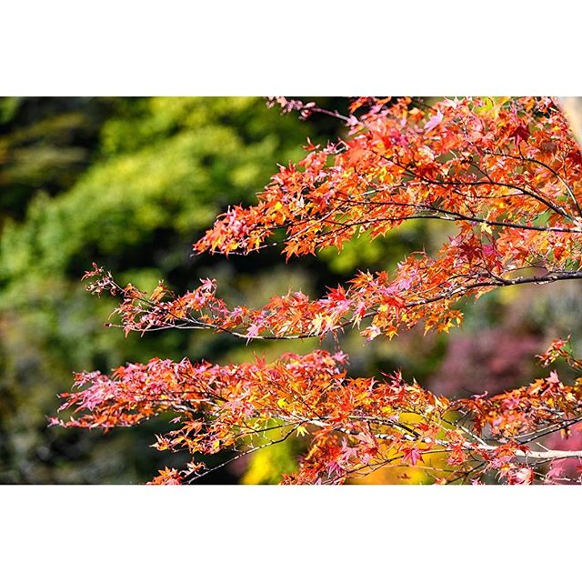 #instagramers #instagramjapan #icu_japan #top_pointfview #team_jp_ #team_jp_西 #ig_photooftheday #ig_japan #igersjp  #wu_japan #ig_nihon #lovers_nippon  #ig_nippon #love_nippon #ip_gallery #photoisland #fukuoka  #ip_connect #tokyocameraclub #福岡 #東京カメラ部 #ink361_asia #japan#写真好きな人と繋がりたい #ファインダー越し私の世界