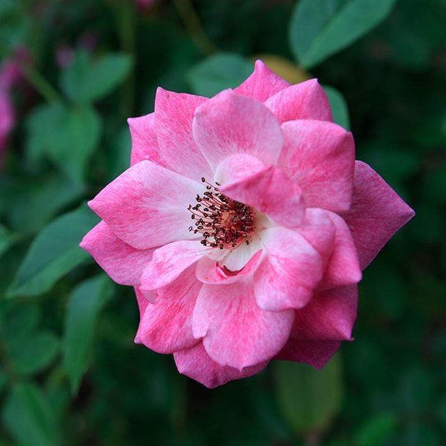 #instagramers #instagramjapan #icu_japan #top_pointfview #team_jp_ #team_jp_西 #ig_photooftheday #ig_japan #igersjp  #wu_japan #ig_nihon #lovers_nippon  #ig_nippon #love_nippon #ip_gallery #photoisland #fukuoka  #ip_connect #tokyocameraclub #bestjapanpics#東京カメラ部 #ink361_asia #japan #olloclip#写真好きな人と繋がりたい#ファインダー越し私の世界#はなまっぷ #flowers #flowerstagram