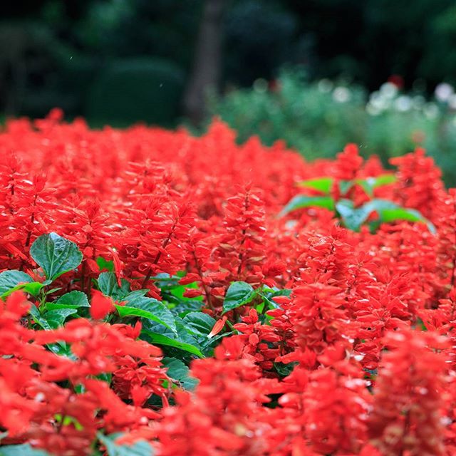 #instagramers #instagramjapan #icu_japan #top_pointfview #team_jp_ #team_jp_西 #ig_photooftheday #ig_japan #igersjp #wu_japan #ig_nihon #lovers_nippon #ig_nippon #love_nippon #ip_gallery #photoisland #fukuoka #ip_connect #tokyocameraclub #bestjapanpics#東京カメラ部 #ink361_asia #japan #olloclip#写真好きな人と繋がりたい#ファインダー越しの私の世界#はなまっぷ #花フレンド #ザ花部 #flowers