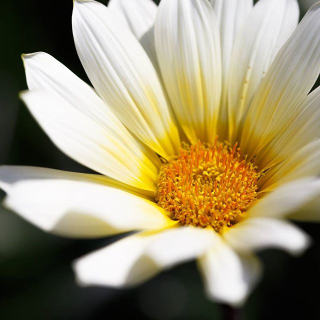 #instagramers #instagramjapan #icu_japan #top_pointfview #team_jp_ #team_jp_西 #ig_photooftheday #ig_japan #igersjp #wu_japan #ig_nihon #lovers_nippon #ig_nippon #love_nippon #ip_gallery #photoisland #fukuoka #ip_connect #tokyocameraclub #bestjapanpics#東京カメラ部 #ink361_asia #japan #olloclip#写真好きな人と繋がりたい#ファインダー越しの私の世界#はなまっぷ #花フレンド #flowers