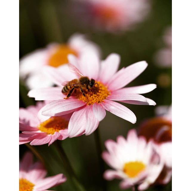 #instagramers #instagramjapan #icu_japan #top_pointfview #team_jp_ #team_jp_西 #ig_photooftheday #ig_japan #igersjp  #wu_japan #ig_nihon #lovers_nippon  #ig_nippon #love_nippon #ip_gallery #photoisland #fukuoka  #ip_connect #tokyocameraclub #bestjapanpics_  #東京カメラ部 #ink361_asia #japan #olloclip#写真好きな人と繋がりたい #ファインダー越し私の世界 #はなまっぷ #flowers