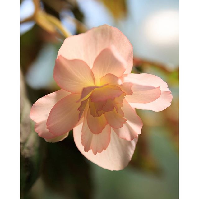 #instagramers #instagramjapan #icu_japan #top_pointfview #team_jp_ #team_jp_西 #ig_photooftheday #ig_japan #igersjp  #wu_japan #ig_nihon #lovers_nippon  #ig_nippon #love_nippon #ip_gallery #photoisland #fukuoka  #ip_connect #tokyocameraclub #bestjapanpics#東京カメラ部 #ink361_asia #japan #olloclip#写真好きな人と繋がりたい#ファインダー越しの私の世界#はなまっぷ #花フレンド #ザ花部 #flowers