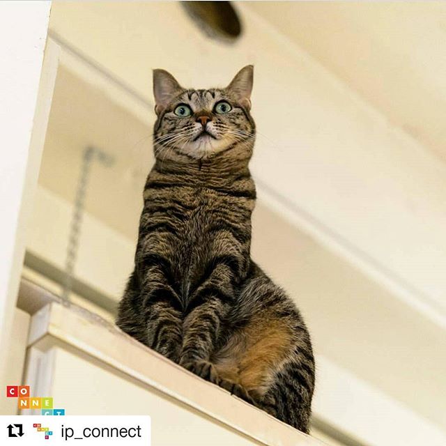 また選んでもらいました。うれしいです。