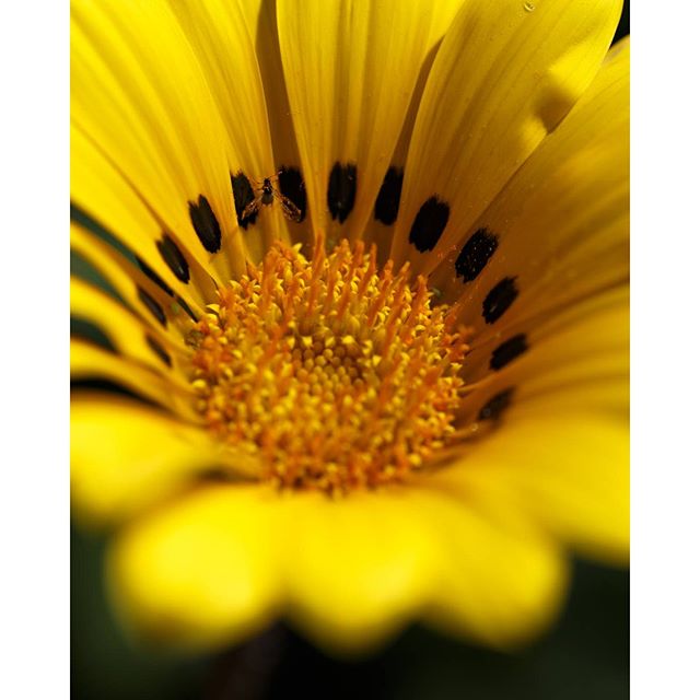 #instagramers #instagramjapan #icu_japan #top_pointfview #team_jp_ #team_jp_西 #ig_photooftheday #ig_japan #igersjp  #wu_japan #ig_nihon #lovers_nippon  #ig_nippon #love_nippon #ip_gallery #photoisland #fukuoka  #ip_connect #tokyocameraclub #福岡 #東京カメラ部 #ink361_asia #japan#写真好きな人と繋がりたい #ファインダー越し私の世界 #はなまっぷ #花フレンド #ザ花部