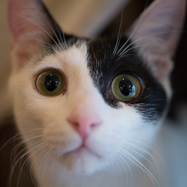 #instagramers #instagramjapan #icu_japan #top_pointfview #team_jp_ #team_jp_西 #ig_photooftheday #ig_japan #igersjp #wu_japan #ig_nihon #lovers_nippon #ig_nippon #love_nippon #ip_gallery #photoisland #fukuoka #ip_connect #tokyocameraclub #bestjapanpics#東京カメラ部 #ink361_asia #japan #olloclip#写真好きな人と繋がりたい#ファインダー越し私の世界 #nekoclub_jpn