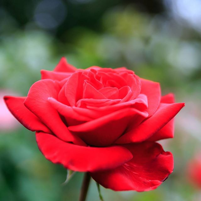 #instagramers #instagramjapan #icu_japan #top_pointfview #team_jp_ #team_jp_西 #ig_photooftheday #ig_japan #igersjp  #wu_japan #ig_nihon #lovers_nippon  #ig_nippon #love_nippon #ip_gallery #photoisland #fukuoka  #ip_connect #tokyocameraclub #bestjapanpics#東京カメラ部 #ink361_asia #japan #olloclip#写真好きな人と繋がりたい#ファインダー越しの私の世界#はなまっぷ #花フレンド #ザ花部 #flowers