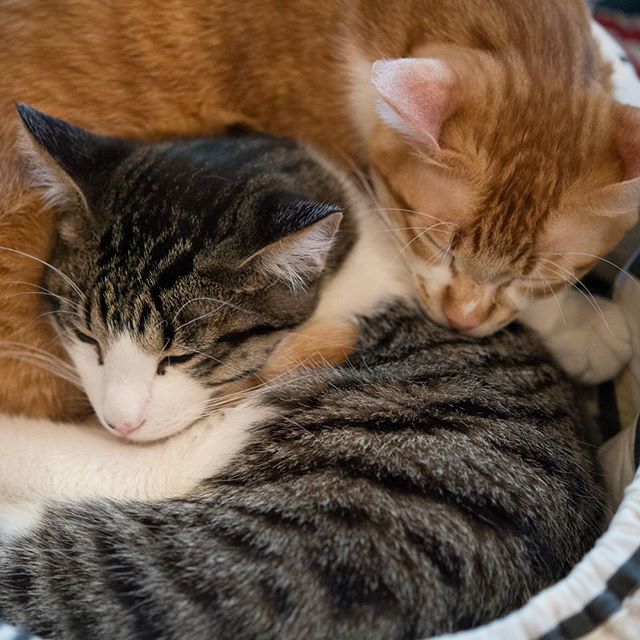 #instagramers #instagramjapan #icu_japan #top_pointfview #team_jp_ #team_jp_西 #ig_photooftheday #ig_japan #igersjp  #wu_japan #ig_nihon #lovers_nippon  #ig_nippon #love_nippon #ip_gallery #photoisland #fukuoka  #ip_connect #tokyocameraclub #bestjapanpics#東京カメラ部 #ink361_asia #japan #olloclip#写真好きな人と繋がりたい#ファインダー越しの私の世界#nekoclub #ねこ部