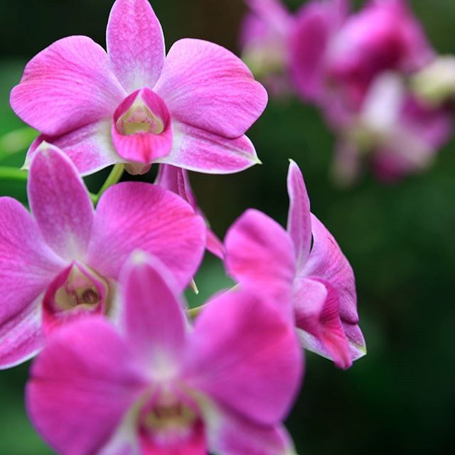 #instagramers #instagramjapan #icu_japan #top_pointfview #team_jp_ #team_jp_西 #ig_photooftheday #ig_japan #igersjp #wu_japan #ig_nihon #lovers_nippon #ig_nippon #love_nippon #ip_gallery #photoisland #fukuoka #ip_connect #tokyocameraclub #bestjapanpics#東京カメラ部 #ink361_asia #japan #olloclip#写真好きな人と繋がりたい#ファインダー越しの私の世界#はなまっぷ #花フレンド #ザ花部 #flowers