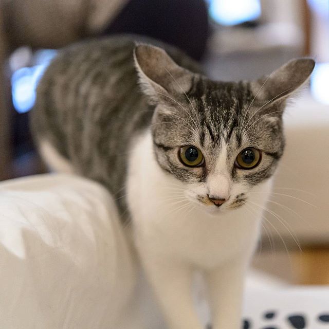 #instagramers #instagramjapan #icu_japan #top_pointfview #team_jp_ #team_jp_西 #ig_photooftheday #ig_japan #igersjp  #wu_japan #ig_nihon #lovers_nippon  #ig_nippon #love_nippon #ip_gallery #photoisland #fukuoka  #ip_connect #tokyocameraclub #bestjapanpics#東京カメラ部 #ink361_asia #japan #olloclip#写真好きな人と繋がりたい#ファインダー越しの私の世界#nekoclub #ねこ部