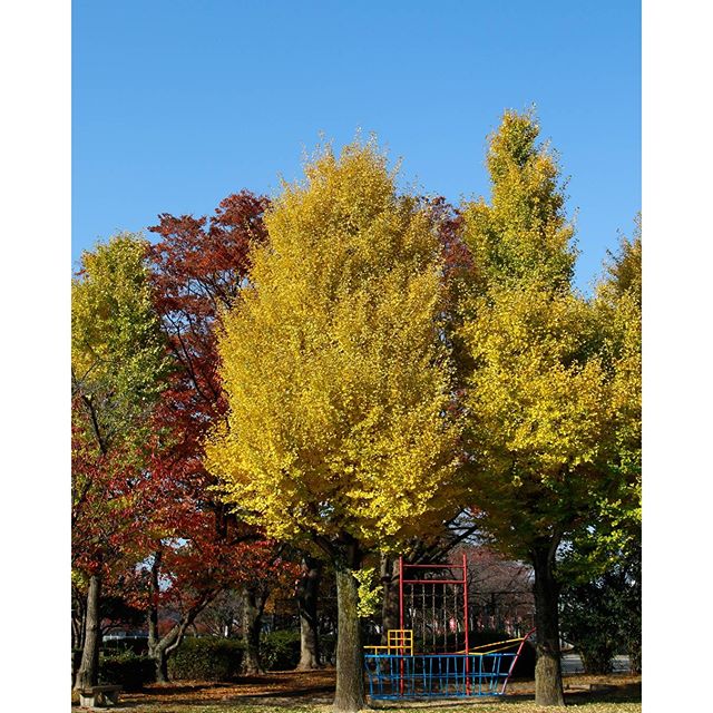 #instagramers #instagramjapan #icu_japan #top_pointfview #team_jp_ #team_jp_西 #ig_photooftheday #ig_japan #igersjp  #wu_japan #ig_nihon #lovers_nippon  #ig_nippon #love_nippon #ip_gallery #photoisland #fukuoka  #ip_connect #tokyocameraclub #bestjapanpics#東京カメラ部 #ink361_asia #japan #olloclip#写真好きな人と繋がりたい#ファインダー越しの私の世界