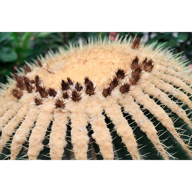 #サボテン#instagramers #instagramjapan #icu_japan #top_pointfview #team_jp_ #team_jp_西 #ig_photooftheday #ig_japan #igersjp  #wu_japan #ig_nihon #lovers_nippon  #ig_nippon #love_nippon #ip_gallery #photoisland #fukuoka  #ip_connect #tokyocameraclub #bestjapanpics#東京カメラ部 #ink361_asia #japan #olloclip#写真好きな人と繋がりたい#ファインダー越しの私の世界