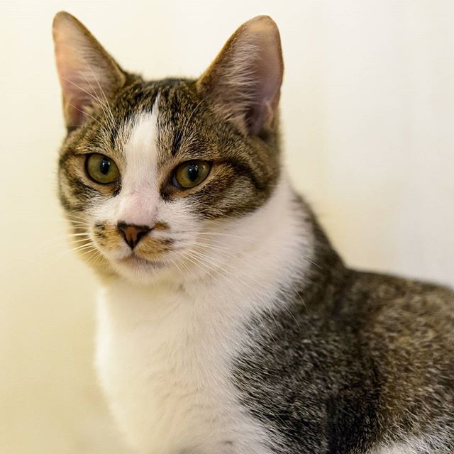 #instagramers #instagramjapan #icu_japan #top_pointfview #team_jp_ #team_jp_西 #ig_photooftheday #ig_japan #igersjp #wu_japan #ig_nihon #lovers_nippon #ig_nippon #love_nippon #ip_gallery #photoisland #fukuoka #ip_connect #tokyocameraclub #bestjapanpics#東京カメラ部 #ink361_asia #japan #olloclip#写真好きな人と繋がりたい#ファインダー越しの私の世界#nekoclub #ねこ部 #ねこ