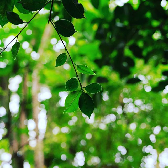 #instagramers #instagramjapan #icu_japan #top_pointfview #team_jp_ #team_jp_西 #ig_photooftheday #ig_japan #igersjp #wu_japan #ig_nihon #lovers_nippon #ig_nippon #love_nippon #ip_gallery #photoisland #fukuoka #ip_connect #tokyocameraclub #bestjapanpics#東京カメラ部 #ink361_asia #japan #olloclip#写真好きな人と繋がりたい#ファインダー越しの私の世界