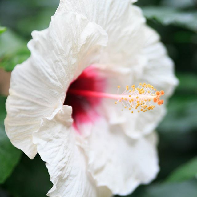 #instagramers #instagramjapan #icu_japan #top_pointfview #team_jp_ #team_jp_西 #ig_photooftheday #ig_japan #igersjp  #wu_japan #ig_nihon #lovers_nippon  #ig_nippon #love_nippon #ip_gallery #photoisland #fukuoka  #ip_connect #tokyocameraclub #bestjapanpics#東京カメラ部 #ink361_asia #japan #olloclip#写真好きな人と繋がりたい#ファインダー越しの私の世界#はなまっぷ #花フレンド #ザ花部 #flowers