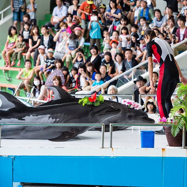 #instagramers #instagramjapan #icu_japan #top_pointfview #team_jp_ #team_jp_西 #ig_photooftheday #ig_japan #igersjp  #wu_japan #ig_nihon #lovers_nippon  #ig_nippon #love_nippon #ip_gallery #photoisland #fukuoka  #ip_connect #tokyocameraclub #bestjapanpics#東京カメラ部 #ink361_asia #japan #olloclip#写真好きな人と繋がりたい#ファインダー越しの私の世界#イルカ #海の中道マリンワールド