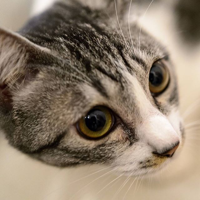 #instagramers #instagramjapan #icu_japan #top_pointfview #team_jp_ #team_jp_西 #ig_photooftheday #ig_japan #igersjp #wu_japan #ig_nihon #lovers_nippon #ig_nippon #love_nippon #ip_gallery #photoisland #fukuoka #ip_connect #tokyocameraclub #bestjapanpics#東京カメラ部 #ink361_asia #japan #olloclip#写真好きな人と繋がりたい#ファインダー越しの私の世界#nekoclub #ねこ部