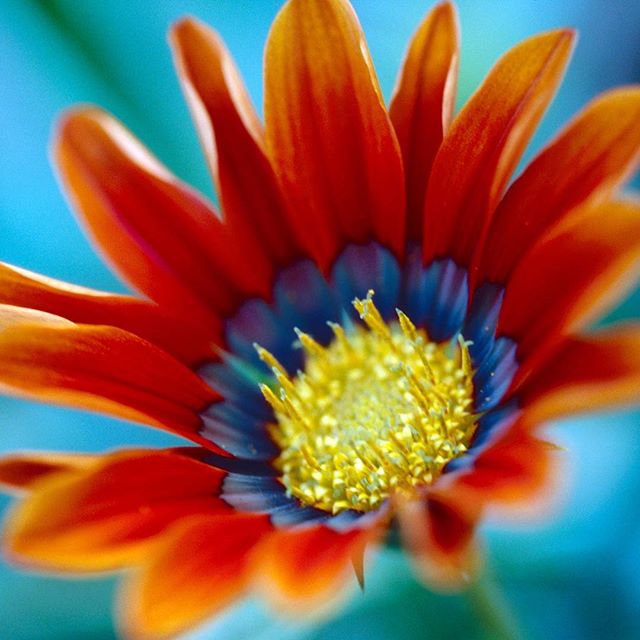 #instagramers #instagramjapan #icu_japan #top_pointfview #team_jp_ #team_jp_西 #ig_photooftheday #ig_japan #igersjp #wu_japan #ig_nihon #lovers_nippon #ig_nippon #love_nippon #ip_gallery #photoisland #fukuoka #ip_connect #tokyocameraclub #bestjapanpics#東京カメラ部 #ink361_asia #japan #olloclip#写真好きな人と繋がりたい#ファインダー越しの私の世界#はなまっぷ #花フレンド #ザ花部 #flower