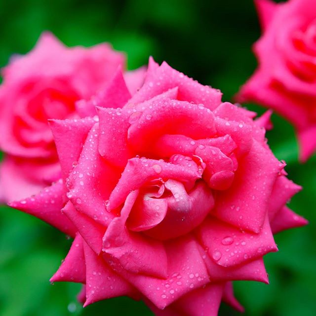 #はなまっぷ #花フレンド #ザ花部#instagramers #instagramjapan #icu_japan #top_pointfview #team_jp_ #team_jp_西 #ig_photooftheday #ig_japan #igersjp #wu_japan #ig_nihon #lovers_nippon #ig_nippon #love_nippon #ip_gallery #photoisland #fukuoka #ip_connect #tokyocameraclub #bestjapanpics#東京カメラ部 #ink361_asia #japan #olloclip#写真好きな人と繋がりたい#ファインダー越しの私の世界