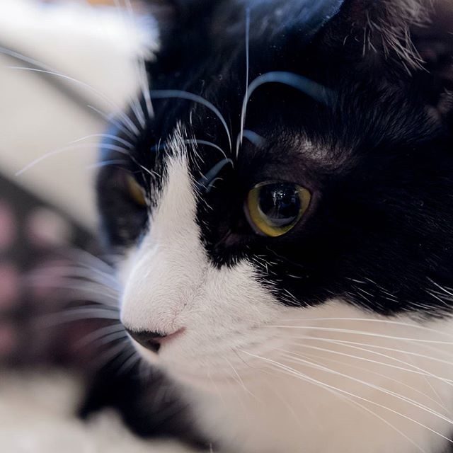 #nekoclub #ねこ部#instagramers #instagramjapan #icu_japan #top_pointfview #team_jp_ #team_jp_西 #ig_photooftheday #ig_japan #igersjp  #wu_japan #ig_nihon #lovers_nippon  #ig_nippon #love_nippon #ip_gallery #photoisland #fukuoka  #ip_connect #tokyocameraclub #bestjapanpics#東京カメラ部 #ink361_asia #japan #olloclip#写真好きな人と繋がりたい#ファインダー越しの私の世界