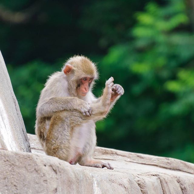 #さる #instagramers #instagramjapan #icu_japan #top_pointview #team_jp_ #team_jp_西 #ig_japan #igersjp #wu_japan #ig_nihon #lavers_nippon #ig_nippon #love_nippon #ip_gallery #photoisland #fukuoka #ip_connect #tokyocameraclub #bestjapanpics #東京カメラ部 #ink361_asia #japan #olloclip #写真好きな人と繋がりたい #ファインダー越しの私の世界