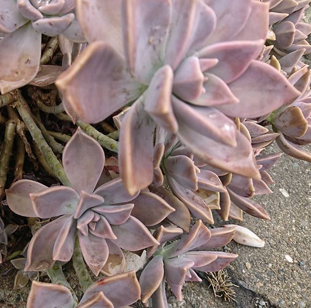 造花に見えて根っこはあるので花なんだろうなと不思議な植物。
今日も転職活動で頑張ってきました。