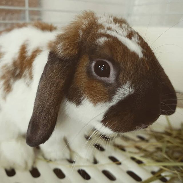 親戚が飼っている です。 じっとしていて反応が弱いけど可愛いです。