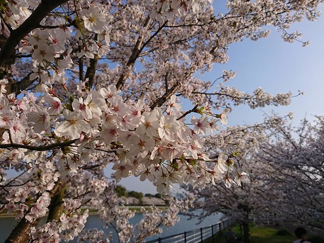 桜が満開。
最近スマホで撮影することが多くなってきました。