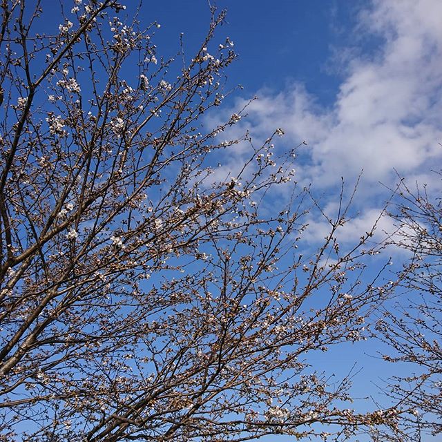 桜が咲き始めましたが、まだ五分咲きってところでしょうか。 今週末が楽しみです。
