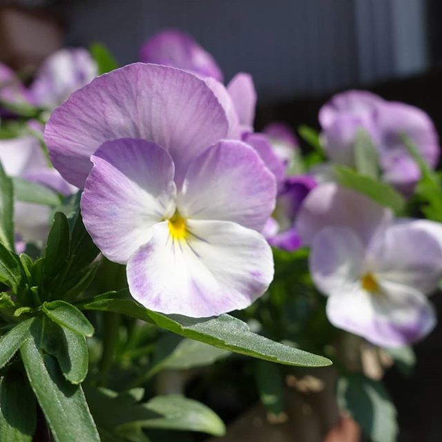 庭に咲いてた花です。
淡い紫色がいい感じ。
