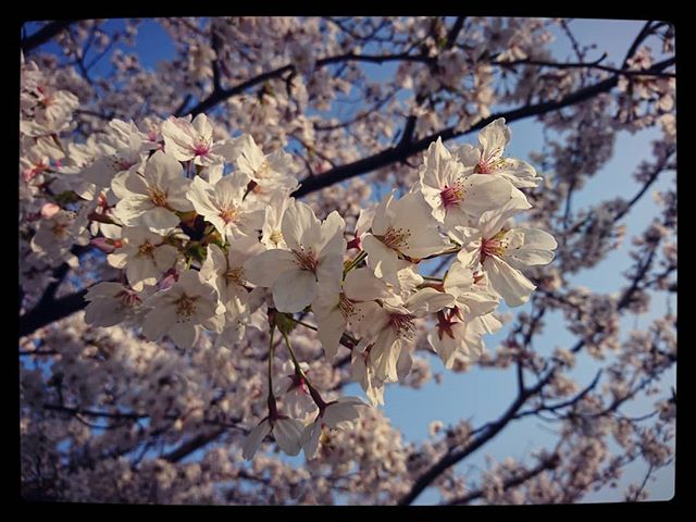 桜があっという間に満開です。 お花見している人もいて風情があります。