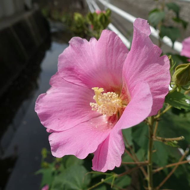 少し前に撮影した花です。 花の名前は分かりませんが綺麗に咲いていました。